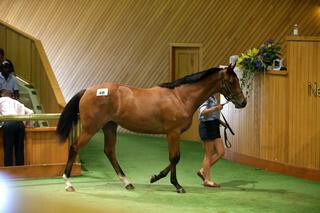 Tavistock - Bagalollies filly offered on account of Highden Park. Photo: Trish Dunell.